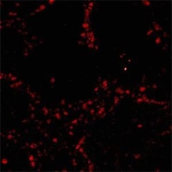 c-Fos Antibody, Novus Biologicals:Antibodies:Primary Antibodies