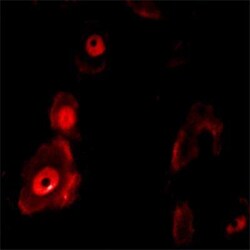 c-Fos Antibody, Novus Biologicals:Antibodies:Primary Antibodies