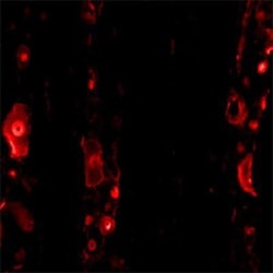 c-Fos Antibody, Novus Biologicals:Antibodies:Primary Antibodies