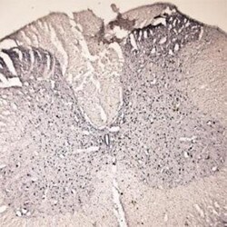 c-Fos Antibody, Novus Biologicals:Antibodies:Primary Antibodies