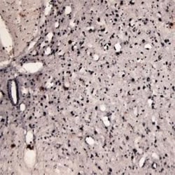 c-Fos Antibody, Novus Biologicals:Antibodies:Primary Antibodies
