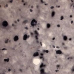 c-Fos Antibody, Novus Biologicals:Antibodies:Primary Antibodies