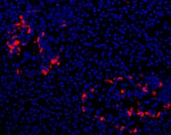 CFTR Antibody (CF3), Novus Biologicals 0.1mL; Unlabeled:Antibodies, Monoclonal