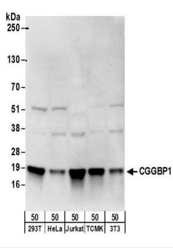 CGGBP1 Antibody, Novus Biologicals 0.1mg; Unlabeled:Antibodies, Polyclonal