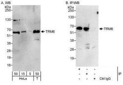 CGI-09 Antibody, Novus Biologicals 0.1mg; Unlabeled:Antibodies, Polyclonal
