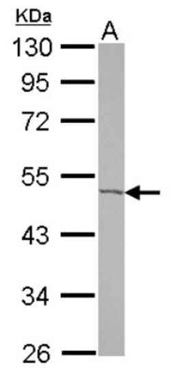 CGI-16 Antibody, Novus Biologicals 0.1 mL | Buy Online | Novus Biologicals | Fisher Scientific
