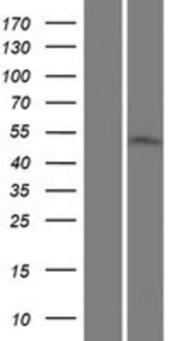 Novus Biologicals™ CGI-16 Overexpression Lysate