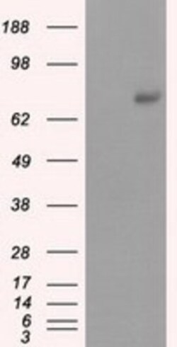 cGK1/PRKG1 Antibody (OTI9G4), Novus Biologicals 0.1mL; Unlabeled:Antibodies,