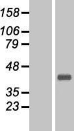Novus Biologicals&trade;&nbsp;CGREF1 Overexpression Lysate