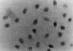 CHAF1B Antibody (SS 24 1-68), Novus Biologicals 0.025mL; Unlabeled:Antibodies,