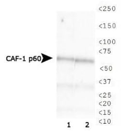 CHAF1B Antibody (SS 24 1-68), Novus Biologicals 0.025mL; Unlabeled:Antibodies,