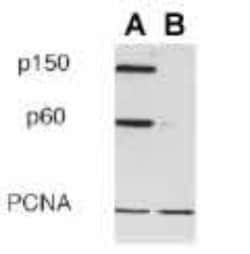 CHAF1B Antibody (SS 53), Novus Biologicals:Antibodies:Primary Antibodies