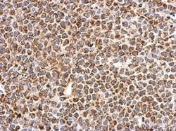 CHCHD3 Antibody, Novus Biologicals 0.1mL; Unlabeled:Antibodies, Polyclonal