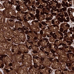 CHCHD3 Antibody, Novus Biologicals 25 &mu;L; Unlabeled:Antibodies, Polyclonal