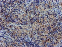 CHCHD5 Antibody (OTI3H3), Novus Biologicals 0.1mL; Unlabeled:Antibodies,