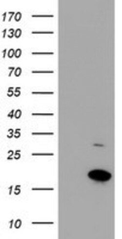 CHCHD5 Antibody (OTI3H3), Novus Biologicals 0.1mL; Unlabeled:Antibodies,