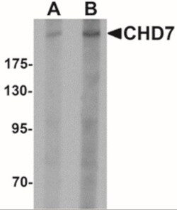 CHD7 Antibody - BSA Free, Novus Biologicals:Antibodies:Primary Antibodies