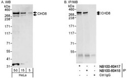 CHD8 Antibody, Novus Biologicals 0.1mL; Unlabeled:Antibodies, Polyclonal
