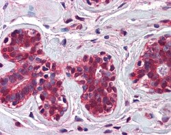 CHFR Antibody, Novus Biologicals 100&mu;L; Unlabeled:Antibodies, Polyclonal