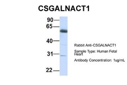 ChGn Antibody, Novus Biologicals:Antibodies:Primary Antibodies