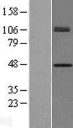 Novus Biologicals&trade;&nbsp;CHID1 Overexpression Lysate