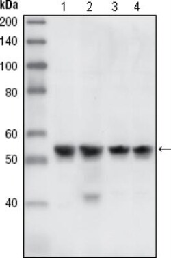 Chk1 Antibody (2G1D5) - BSA Free, Novus Biologicals 0.025mL; Unlabeled:Antibodies,