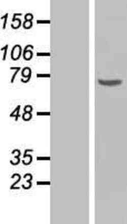 Novus Biologicals&trade;&nbsp;Chk2 Overexpression Lysate