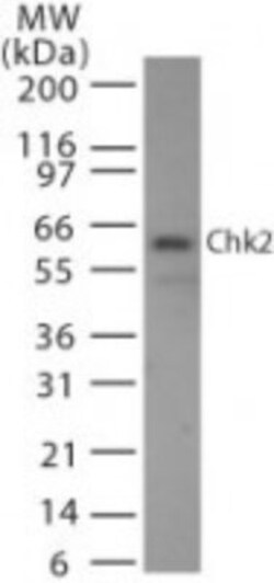 Chk2 Antibody (73C175.1.1) - Azide Free, Novus Biologicals 0.1mg; Unlabeled:Antibodies,