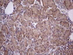 CHMP5 Antibody (OTI5C7), Novus Biologicals 0.1mL; Unlabeled:Antibodies,