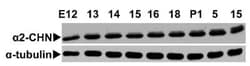 CHN 1 Antibody, Novus Biologicals:Antibodies:Primary Antibodies
