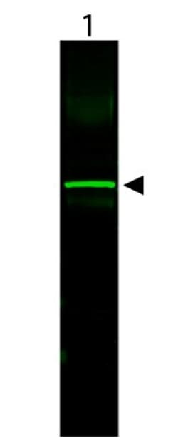 Novus Biologicals™ CHO K1 Whole Cell Lysate