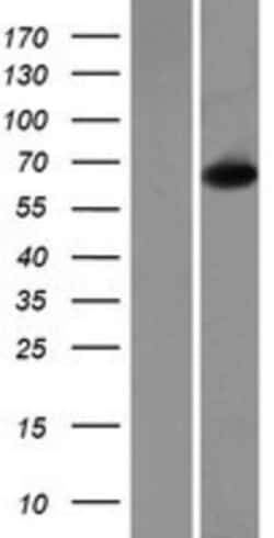 Novus Biologicals&trade;&nbsp;Choline dehydrogenase Overexpression Lysate