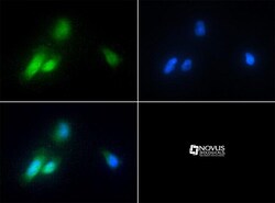 CHORDC1 Antibody - BSA Free, Novus Biologicals 0.1mL; Unlabeled:Antibodies,