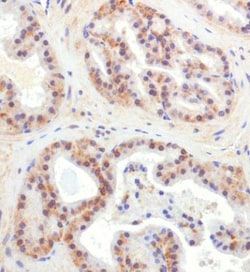 CHORDC1 Antibody - BSA Free, Novus Biologicals 0.1mL; Unlabeled:Antibodies,