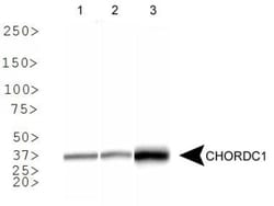 CHORDC1 Antibody - BSA Free, Novus Biologicals 0.1mL; Unlabeled:Antibodies,