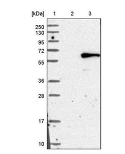 Chordin-like 1/CHRDL1 Antibody, Novus Biologicals 0.1mL; Unlabeled:Antibodies,