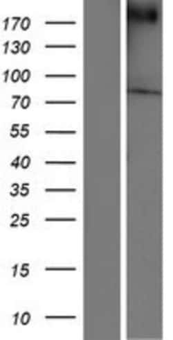 Novus Biologicals&trade;&nbsp;Chorein Overexpression Lysate