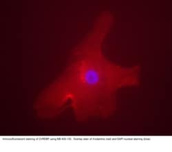 CHREBP Antibody - BSA Free, Novus Biologicals 0.1mL; Unlabeled:Antibodies,
