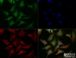 CHREBP Antibody - BSA Free, Novus Biologicals 0.1mL; Unlabeled:Antibodies,