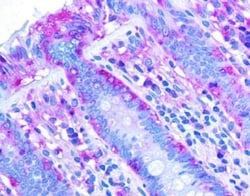 CHREBP Antibody - BSA Free, Novus Biologicals 0.1mL; Unlabeled:Antibodies,