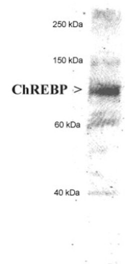 CHREBP Antibody - BSA Free, Novus Biologicals 0.1mL; Unlabeled:Antibodies,