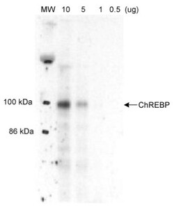 CHREBP Antibody - BSA Free, Novus Biologicals 0.1mL; Unlabeled:Antibodies,