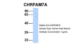 CHRFAM7A Antibody, Novus Biologicals:Antibodies:Primary Antibodies
