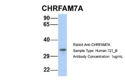 CHRFAM7A Antibody, Novus Biologicals:Antibodies:Primary Antibodies