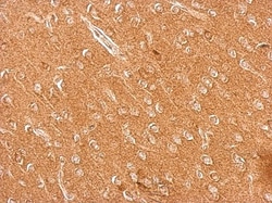 Chromogranin C Antibody, Novus Biologicals 0.1mL; Unlabeled:Antibodies,