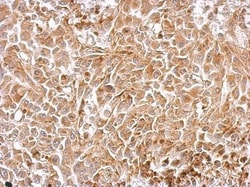 Chromogranin C Antibody, Novus Biologicals 0.1mL; Unlabeled:Antibodies,
