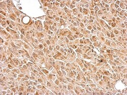 Chromogranin C Antibody, Novus Biologicals 0.1mL; Unlabeled:Antibodies,