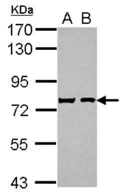Chromogranin C Antibody, Novus Biologicals 0.1mL; Unlabeled:Antibodies,