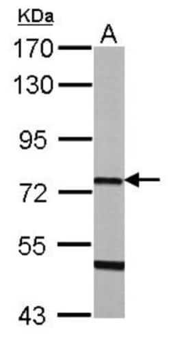 Chromogranin C Antibody, Novus Biologicals 0.1mL; Unlabeled:Antibodies,