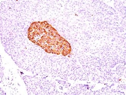 Chromogranin A Antibody (CGA/414), Novus Biologicals 0.1mg; Unlabeled:Antibodies,